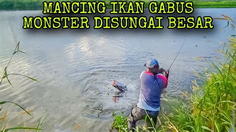 MANCING IKAN GABUS MONSTER DI SUNGAI BESAR SAMBARANYA SEGANAS TOMAN