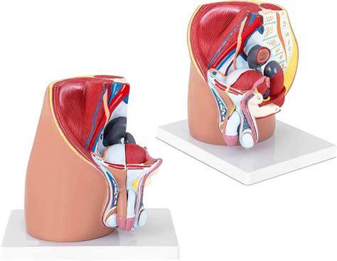 Male Reproductive System Model Pelvis Pelvic Cavity 3d Male Sagittal Anatomy 3 Pcs Male Pelvic