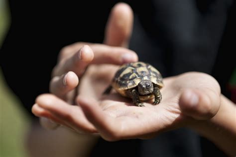 A Guide to Caring for Hermann's Tortoises as Pets