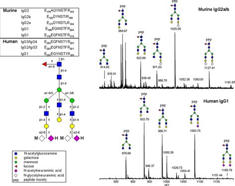 Murine and human plasma IgG Fc glycosylation differences. Tryptic ...