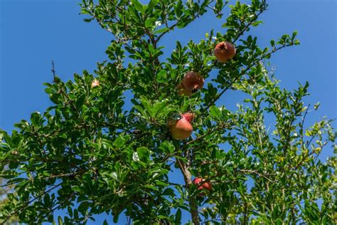 Groupe De Fruit De Grenade Sur Larbre Photo Stock Image Du Dieting