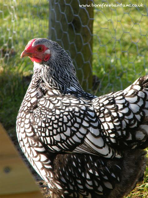 Born Free Bantams | One of my Silver Laced Wyandotte Bantam breeding...