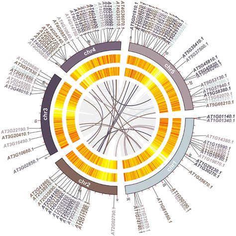 Frontiers Genome Wide Identification And Characterization Of Calcium