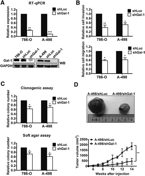 Inhibition Of Gal 1 In RCC Cells Decreased The Migration Invasion