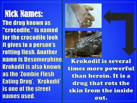 Ppt Krokodil Powerpoint Presentation Id2572327