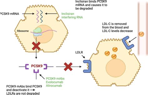 Mechanism of action of current PCSK9 targeted therapy: evolocumab ...