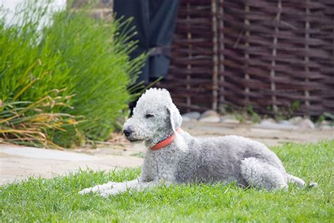 Bedlington Terrier Dog Free Stock Photo - Public Domain Pictures