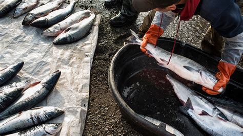 Genetically modified salmon gets FDA approval for consumption - MarketWatch