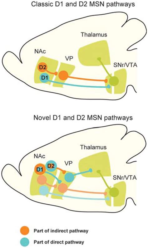 Nac Pathway Localisation Of Nachrs In The Reward Pathway A Human Left