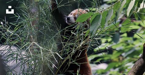 A brown and white panda eating leaves from a tree photo – Free ...