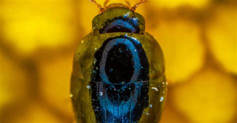 Close-up Photography of Blue Beetle · Free Stock Photo