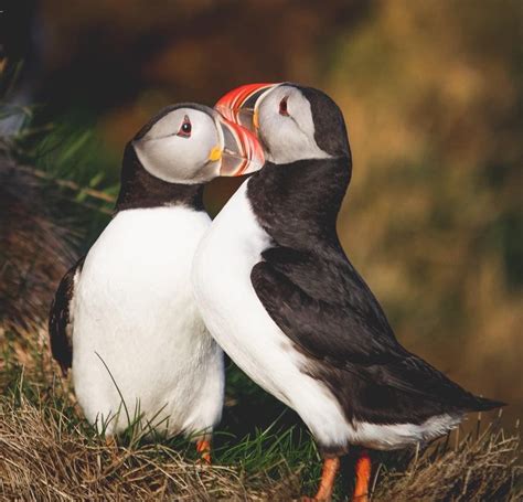 Puffin And Volcano Tour In Vestmannaeyjar