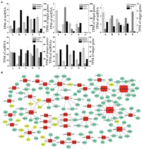 Frontiers Transcriptome And MicroRNA Sequencing Identified MiRNAs And