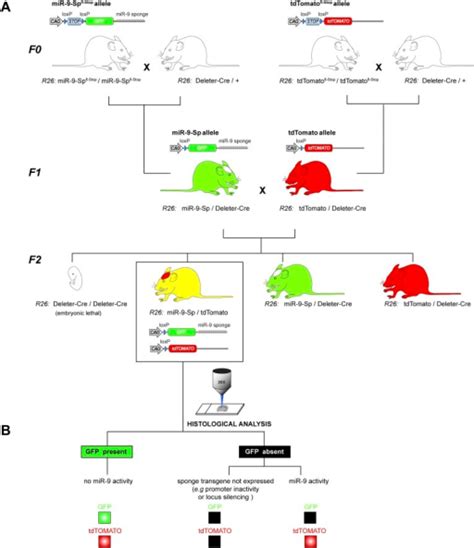 Mir 9 Reporter Mouse Linea Breeding Strategy To Gene Open I