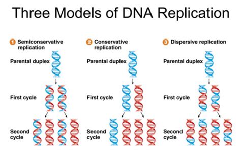 DNA Replication Flashcards Quizlet