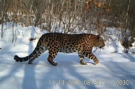 Amur Leopard Wild Photos Wildcats Conservation Alliance