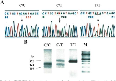 Figure From A Novel Single Nucleotide Polymorphism In The