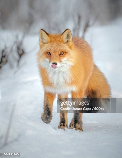 453 Fox Alaska Stock Photos, High-Res Pictures, and Images - Getty Images