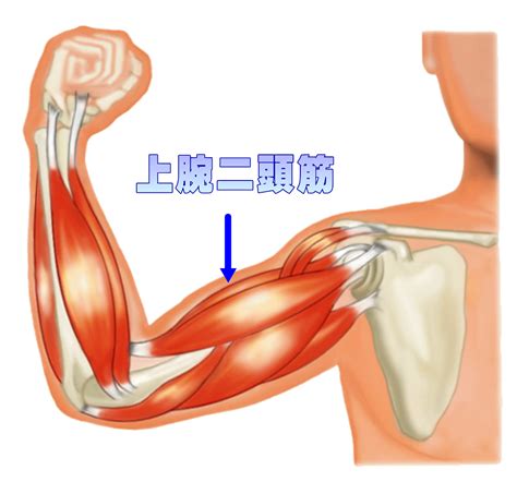 【筋トレ】部位別トレーニング ～上腕二頭筋編～ おにぎりまとめ