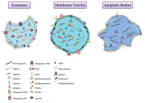 Schematic Representation Of The Main Three Types Of Extracellular