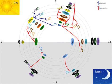 Brief Overview Of The Plant Circadian Clock Three Different Size Ovals