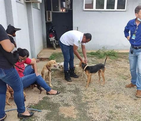 Operação resgata 30 cachorros e gatos em condições de maus tratos