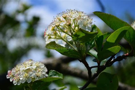 Flores Brancas Pequenas Bonitas Do Chokeberry Preto Em Um Ramo Imagem