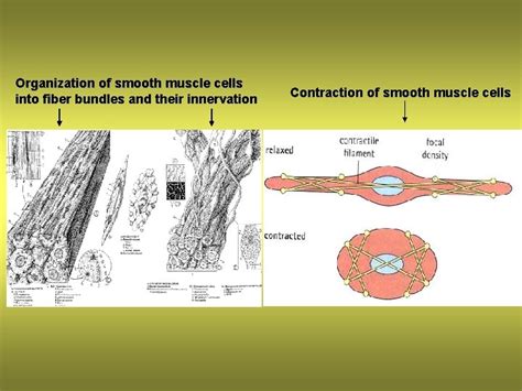 HISTOLOGY 1 11 MUSCULAR TISSUES Muscular Tissues Are