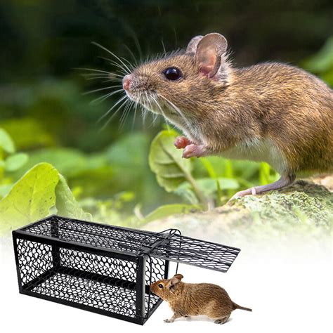 Humane Rat Traps Live Mouse Rat Cage Traps Catch And Release For