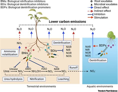 Nitrogen Loss And Carbon Footprint Reduction By Plant Rhizosphere