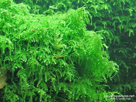 Aquatic Moss. How to grow Aquatic Moss. Info on Java Moss, Christmas ...