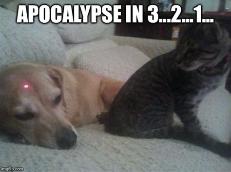 dog vs cat Memes & GIFs - Imgflip