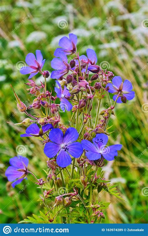 Wood Cranesbill Woodland Geranium Geranium Sylvaticum Forest