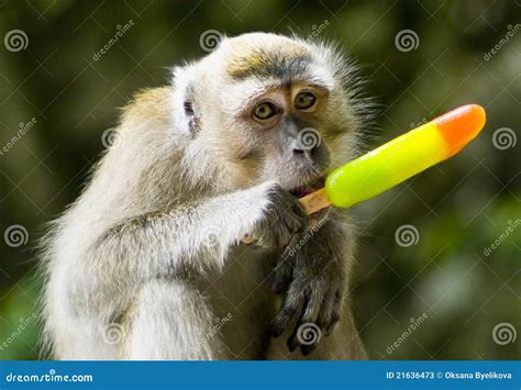 Monkey eating ice cream stock image. Image of nature - 21636473