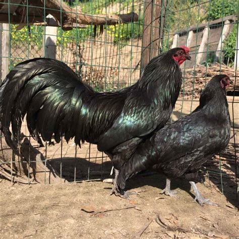 Sumatra Chicken: Eggs, Height, Size and Raising Tips