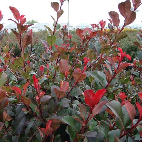 Photinia Fraseri Standard Red Robin Dobies