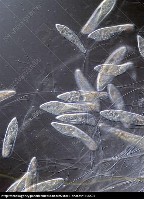 Paramecium Under The Microscope Stock Photo 1106503 PantherMedia