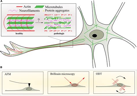 Frontiers Axonal Transport Phase Separated Compartments And Neuron