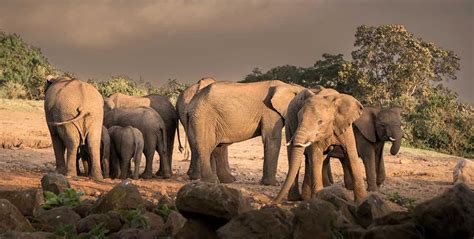 Resort The Ark Lodge Aberdare National Park In Kenya Arenatours It