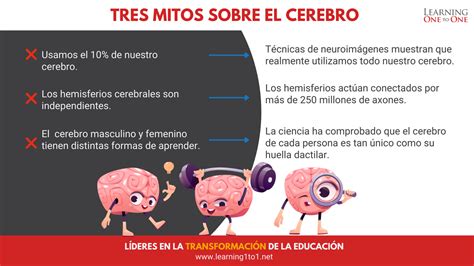 Tres Mitos Sobre El Cerebro