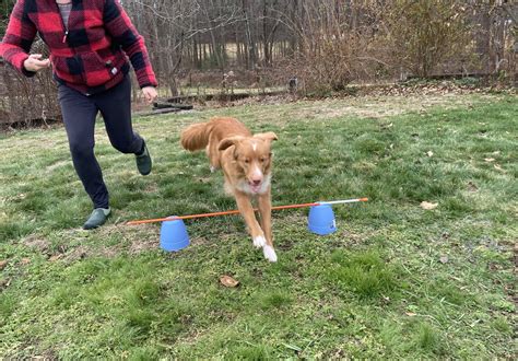 Cheap & DIY Dog Agility Equipment Hacks — SuperPup Academy
