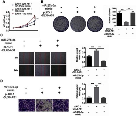 Full Article LncRNA DLX6 AS1 Promotes The Proliferation Invasion And