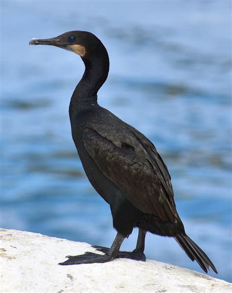 Brandt S Cormorant Phalacrocorax Penicillatus La Jolla C Flickr