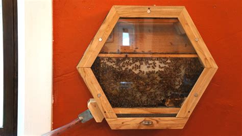 The Beecosystem: A Modular Indoor Honeybee Hive With Outdoor Commuting ...