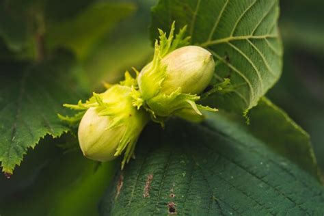 Avellana que crece en un árbol en verano Foto Premium