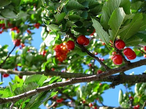 Cherry Tree Fruit Nature - Desi Comments