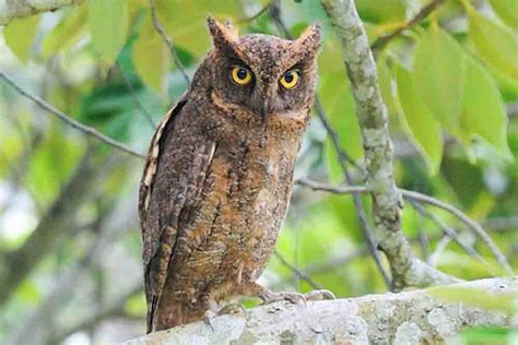 【日本のフクロウの種類】野生の生息地域・特徴や神話の意味 フクロウカフェ 東京 アキバフクロウ