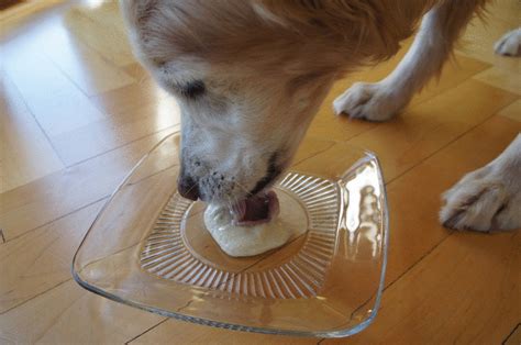 Dog Eating Ice Cream Gif