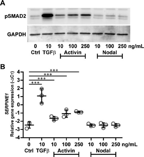 Activin And Nodal Are Not Suitable Alternatives To Tgfβ For