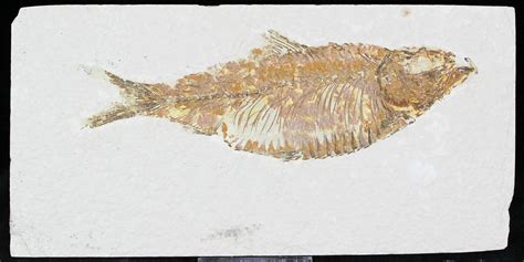 5.2" Knightia Alta Fossil Fish (#29051) For Sale - FossilEra.com